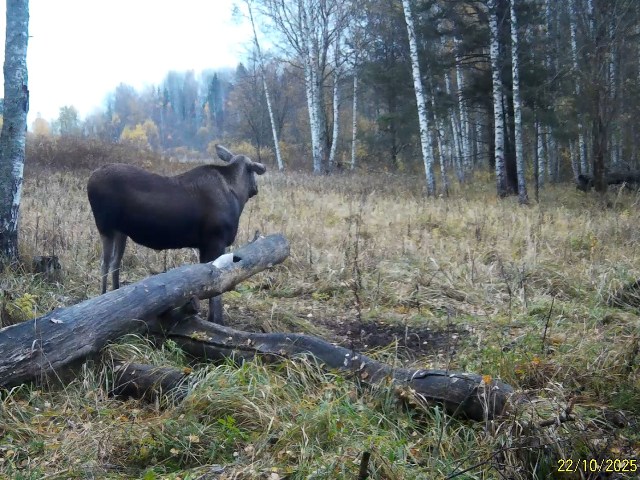 Работа фотоловушек на территории национального парка - лось на солонце.