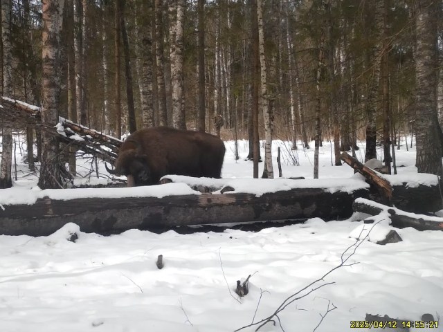 Работа фотоловушек на территории национального парка - зубр на солонце и барсук.