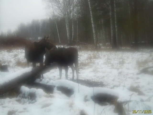 Работа фотоловушек на территории национального парка - лоси на солонцах.