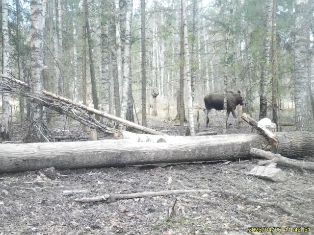Работа фотоловушек на территории национального парка - глухарь и лось на солонце.