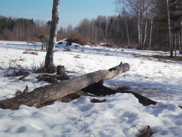 Работа фотоловушек на территории национального парка - белка и косуля на солонцах.