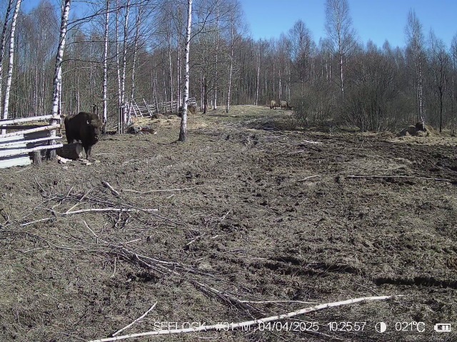 Работа фотоловушки на территории карантинного вольера в ур. Шевелёво, Гласковская лесная дача в период с 30 марта по 07 апреля 2025 года: зубры и енотовидные собаки. Зубры приходили за этот период 1 раз.