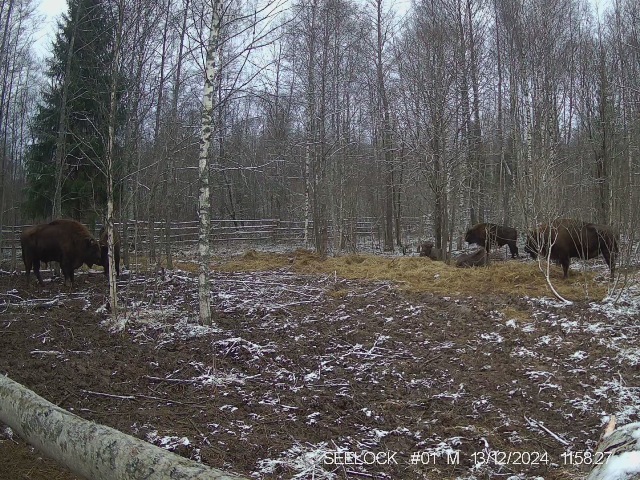 Работа фотоловушек на территории национального парка - зубарры на территории карантинного вольера в ур. Шевелёво.
