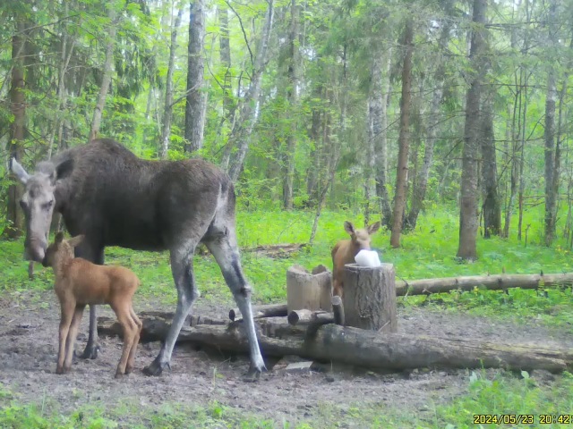 Взрослый самец оленя, самка косули, лосиха с двумя лосятами этого года рождения на солонцах на территории национального парка.