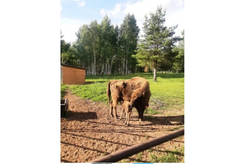 Подведены итоги областного конкурса на лучшую кличку зубрёнка!