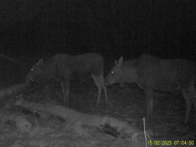 Работа фотоловушек на территории национального парка, солонцы - лоси (в том числе самка и телёнок).