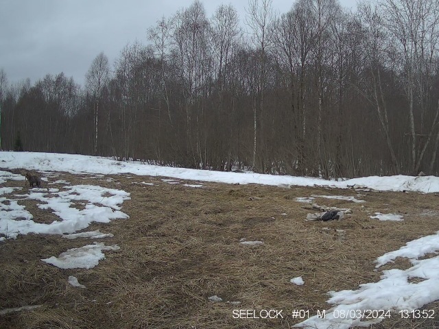 Енотовидная собака и вороны - фото с лесной камеры на территории национального парка (место нахождения останков лося съеденного волками).