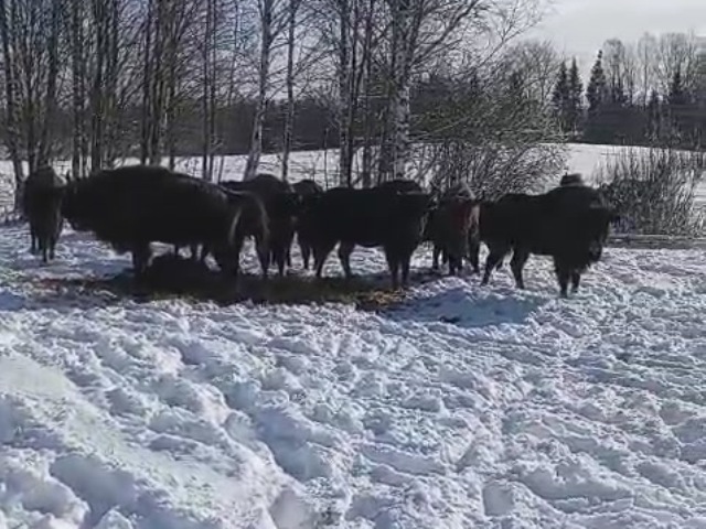 Урочище Раковка, подкормочная площадка - пришло стадо зубров, утром.