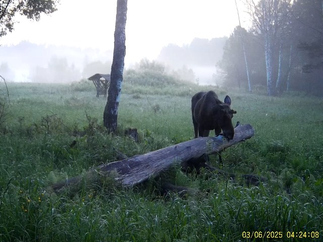 Работа фотоловушек на территории национального парка - лось самец, косуля самец на солонце.